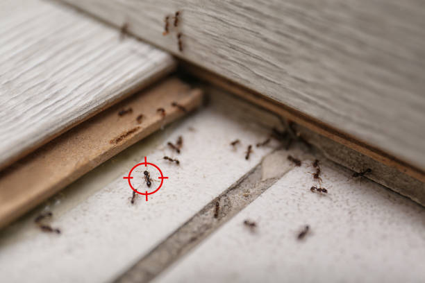 Best Termite Control Services  in Merriam, KS