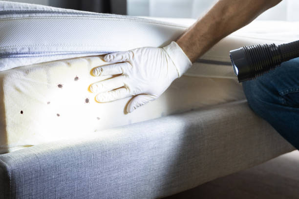 Wasp Removal Services in Merriam, KS